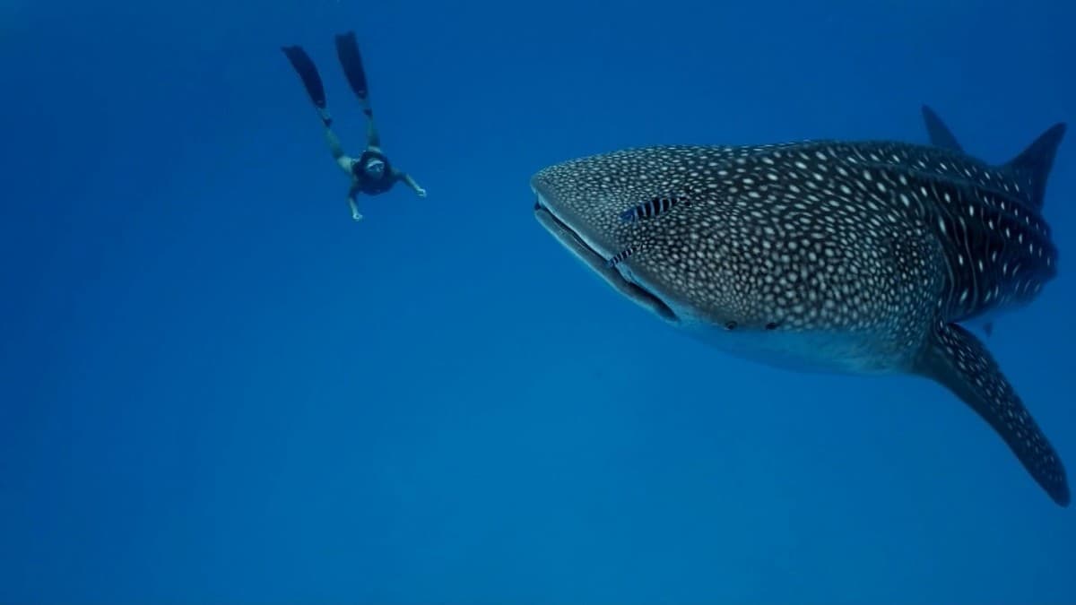 Snorkeling with Whaleshars at Oslob. Photo by Oleksandr Sushko.