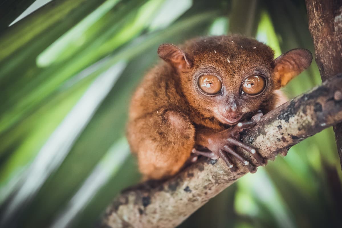 The Philippine Tarsier on Bohol Island.