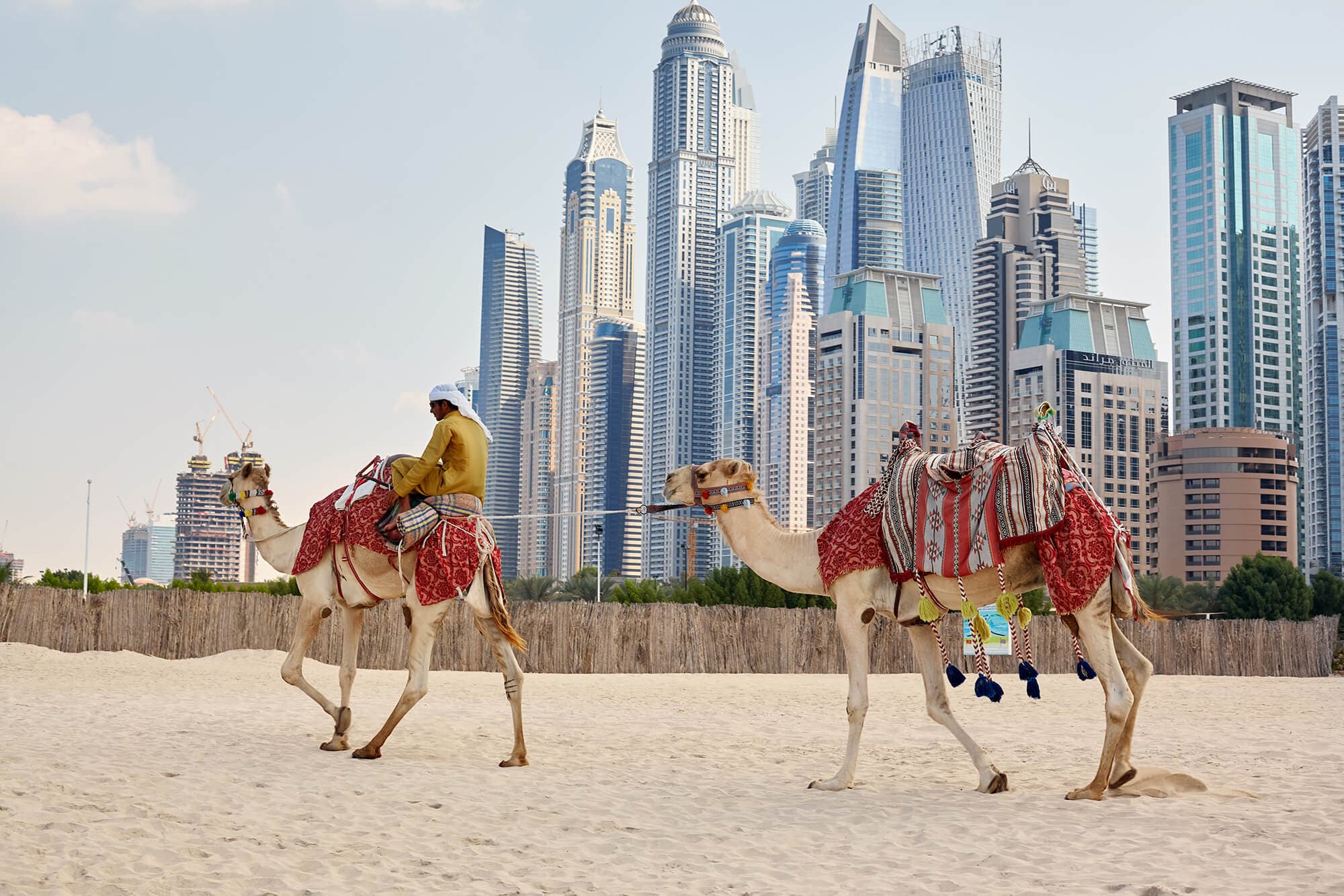 Camel ride along the beach with iconic Dubai skyscrapers looming in the background