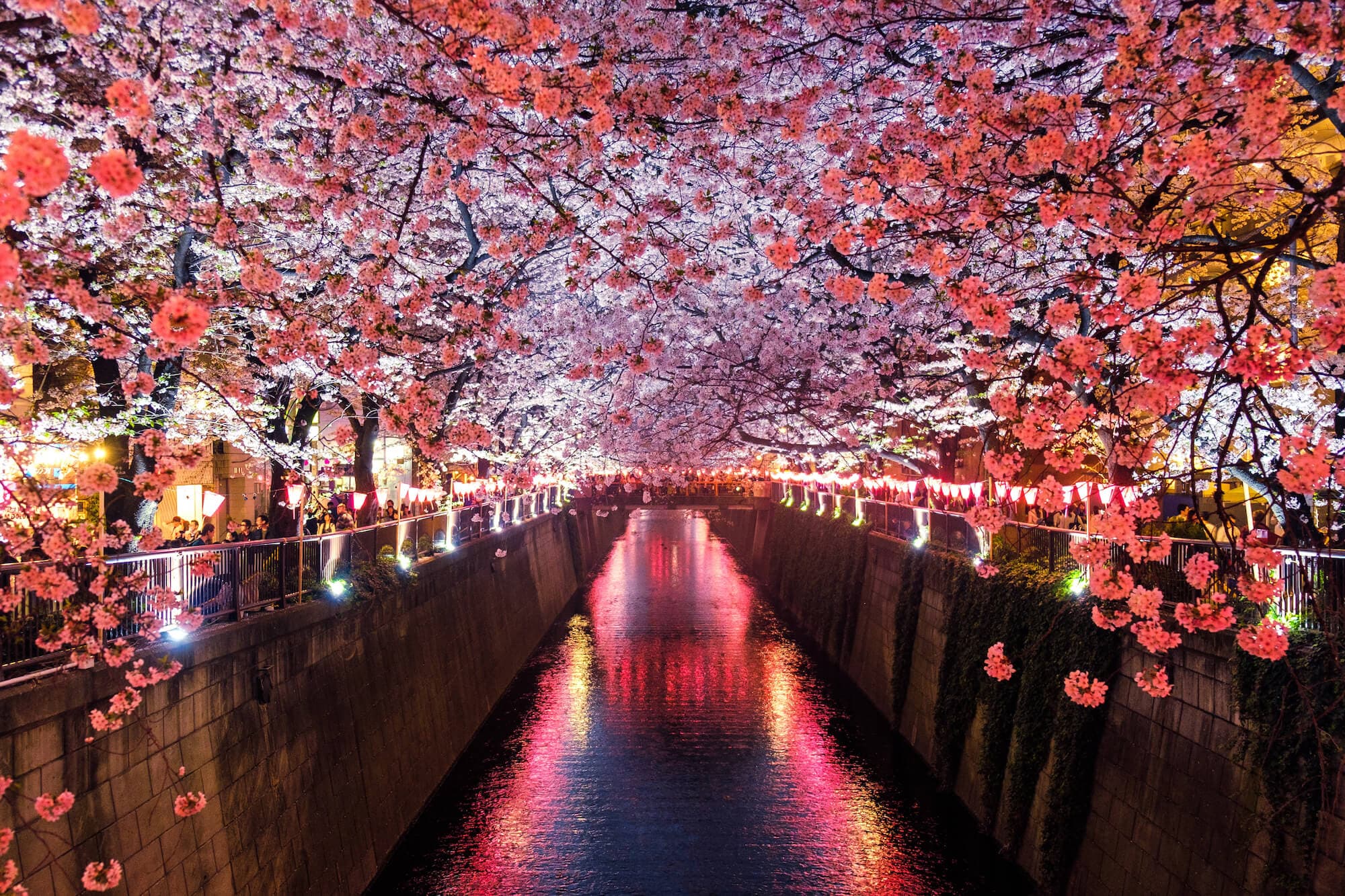 Cherry Blossom festival at Matsuno, Japan. Photo by Sora Sagano.