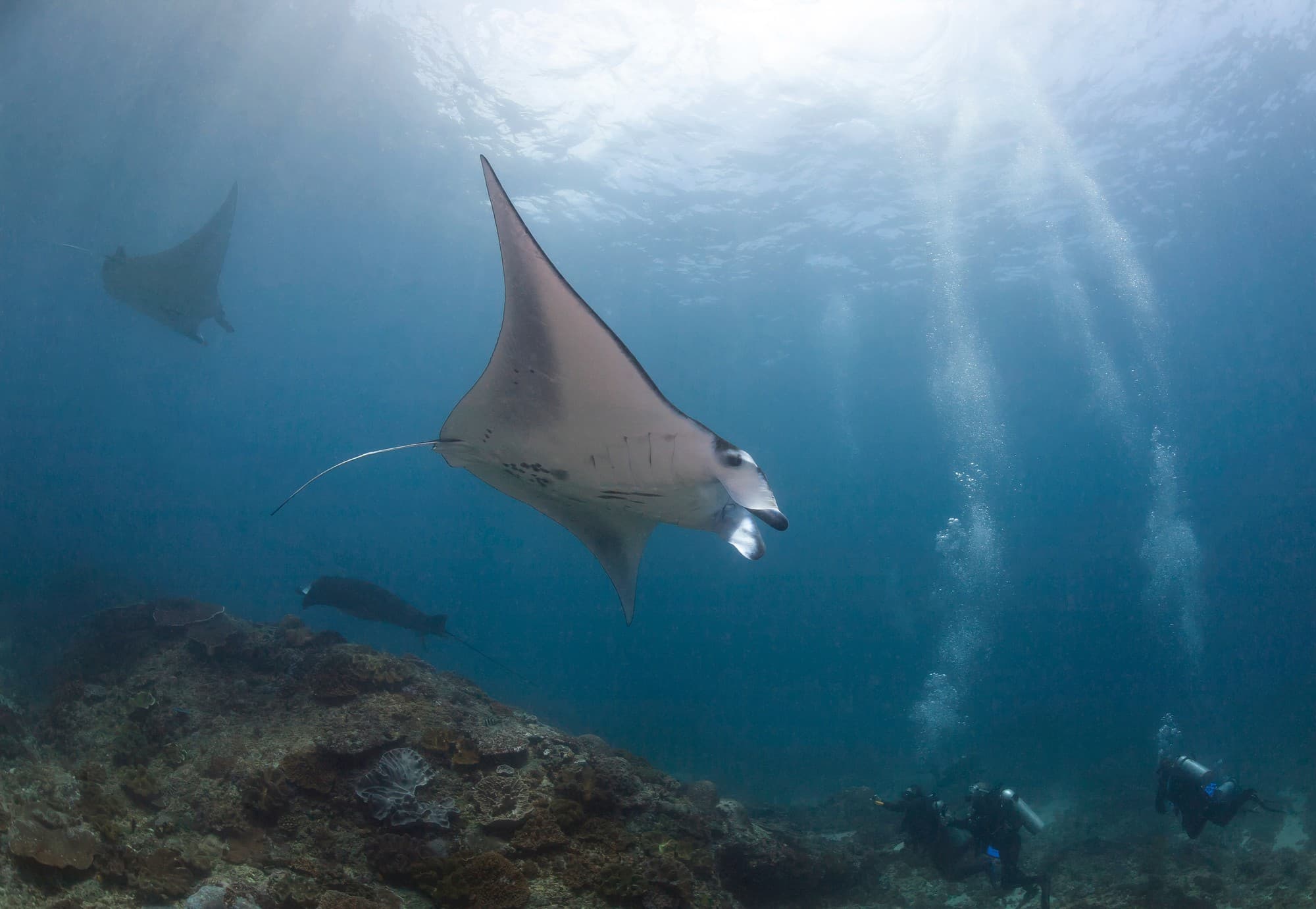 Scuba diving experience at Manta Point, Nusa Penida Island. Diving trips can be arranged from Lembongan Island..