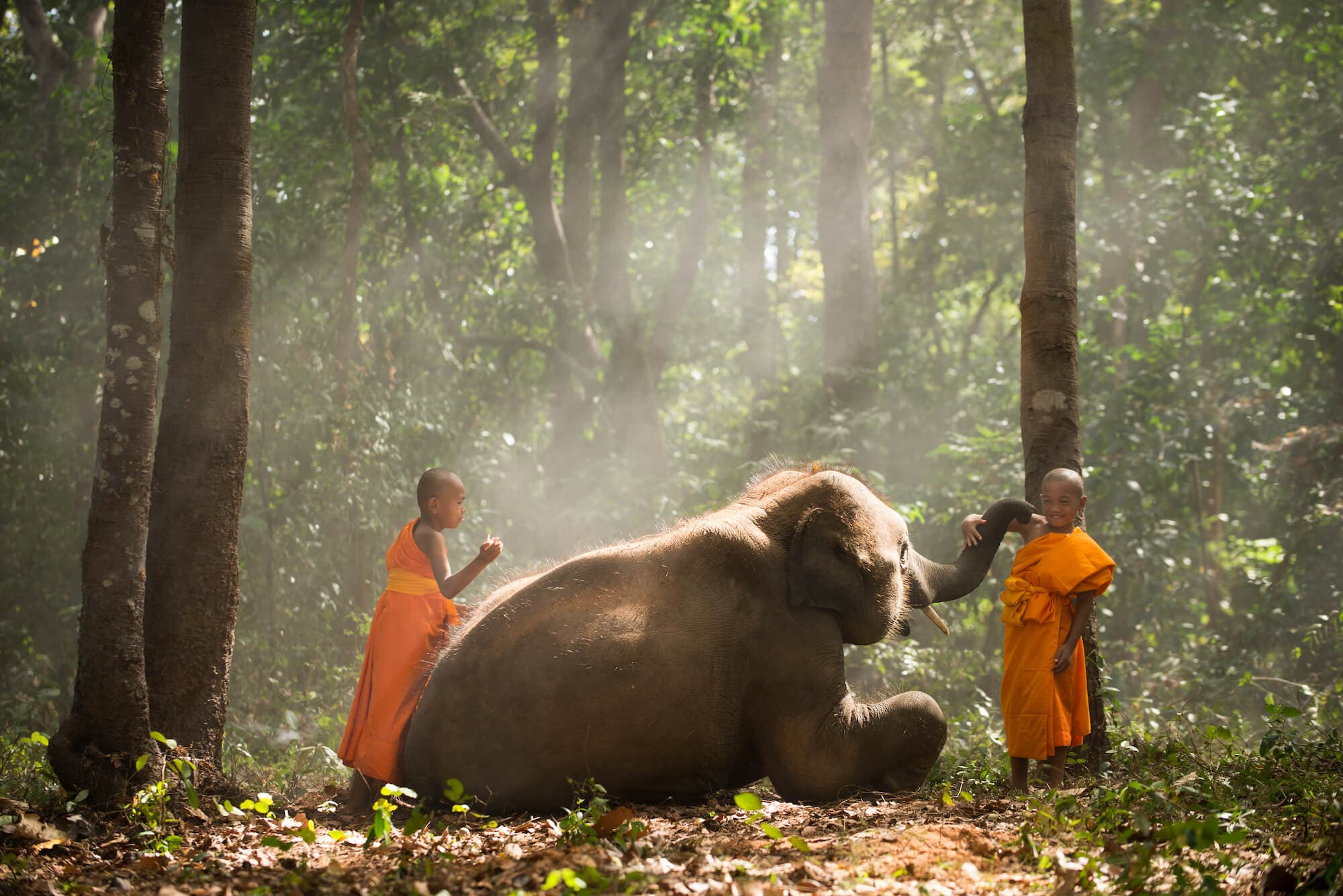 Elephants and monks in Thailand's Surin region, a place of cultural heritage and elephant conservation.