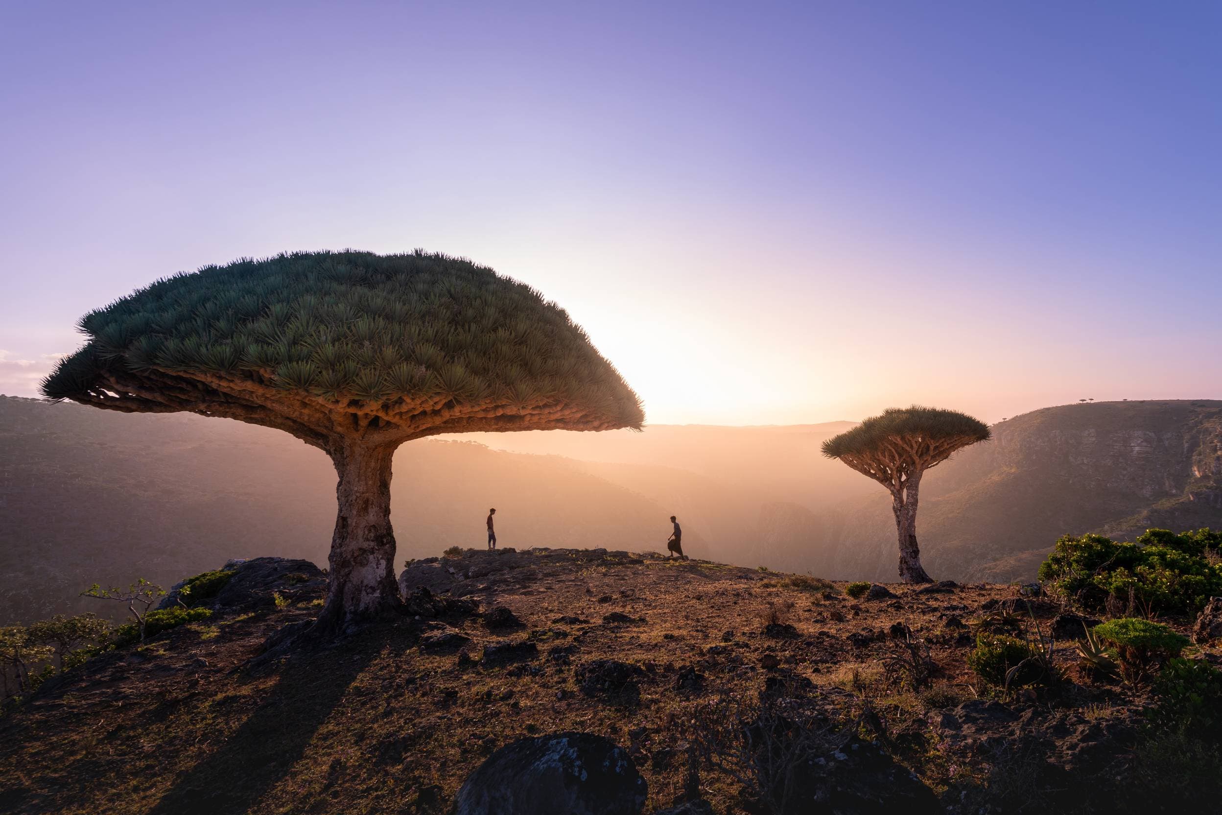 Dragon's Blood Trees. Socotra, Yemen. The Most Surreal Places on Earth