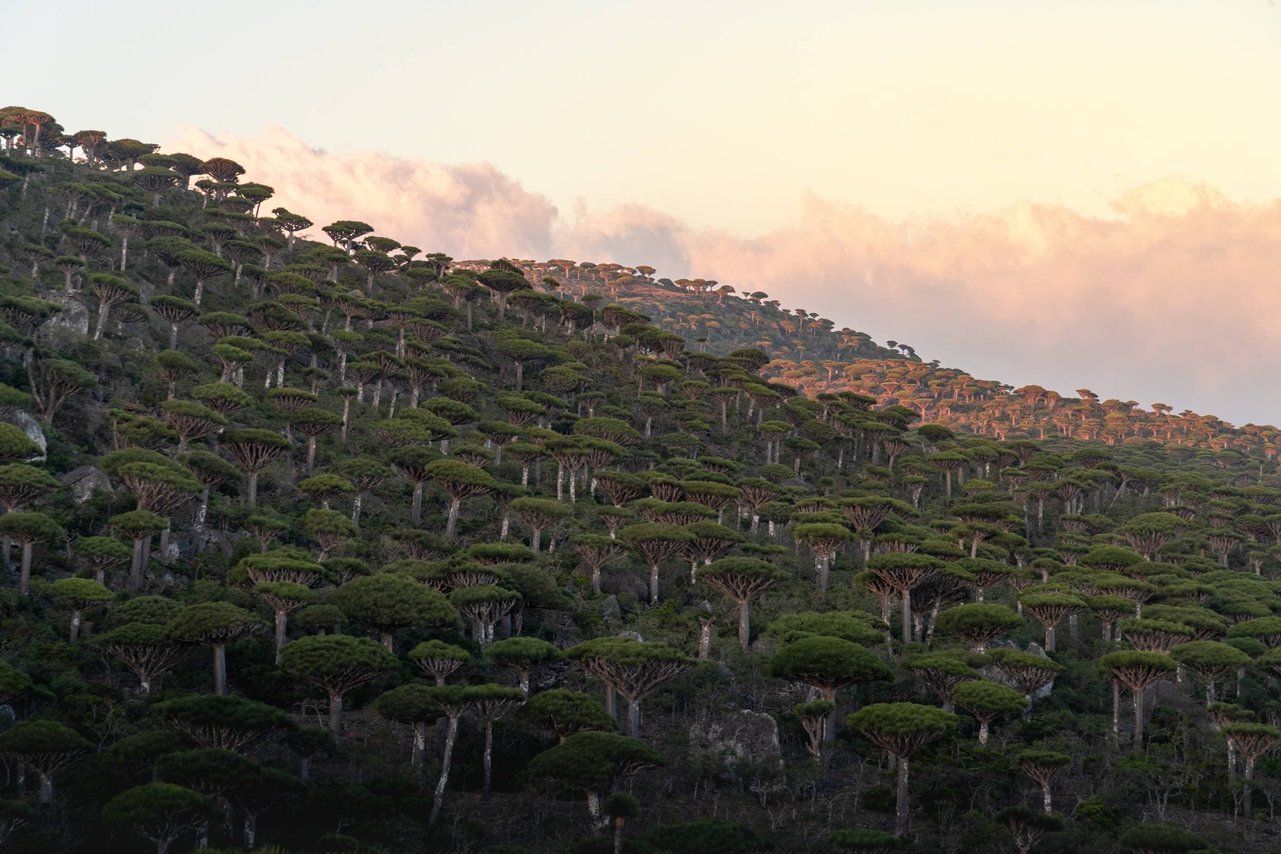 Dragon's Blood Trees. Socotra, Yemen. The Most Surreal Places on Earth