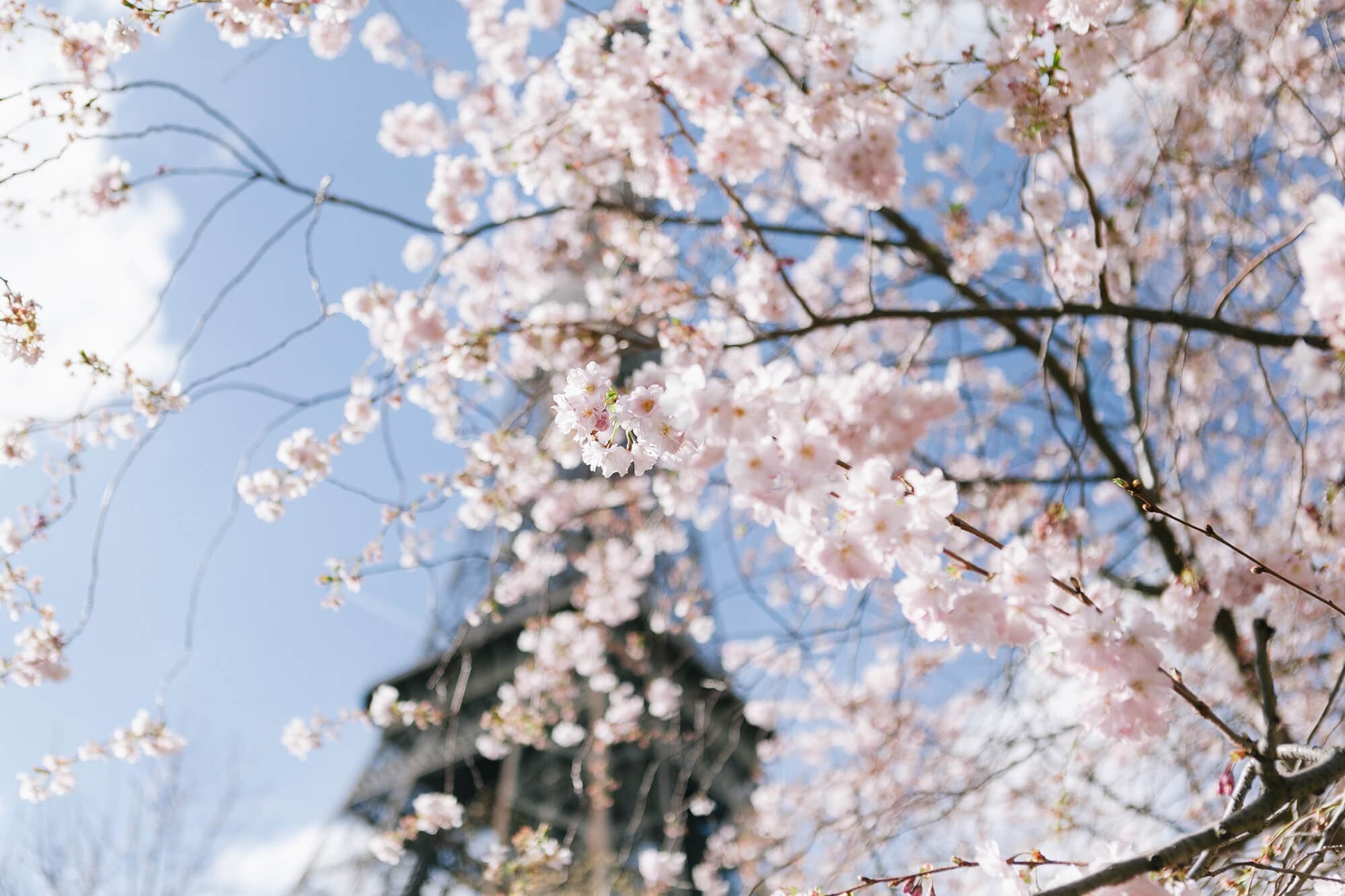 Captivating Cherry Blossoms in the City of Love, Paris. Photo by Florencia Potter.