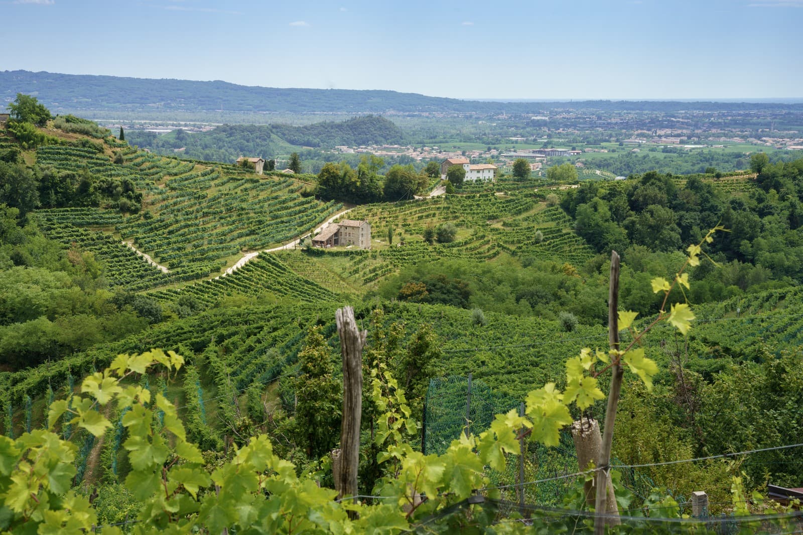 Terraced vineyards stretch across the rolling hills of Treviso in Veneto, Italy, along the scenic Road of Prosecco and Conegliano Wines, an enchanting UNESCO World Heritage Site in summer.
