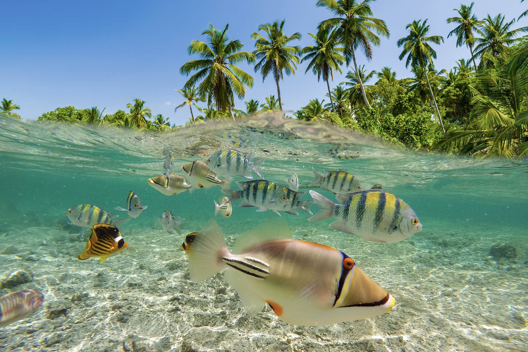 Crystal waters, colorful fish, and tropical beaches in Bonaire