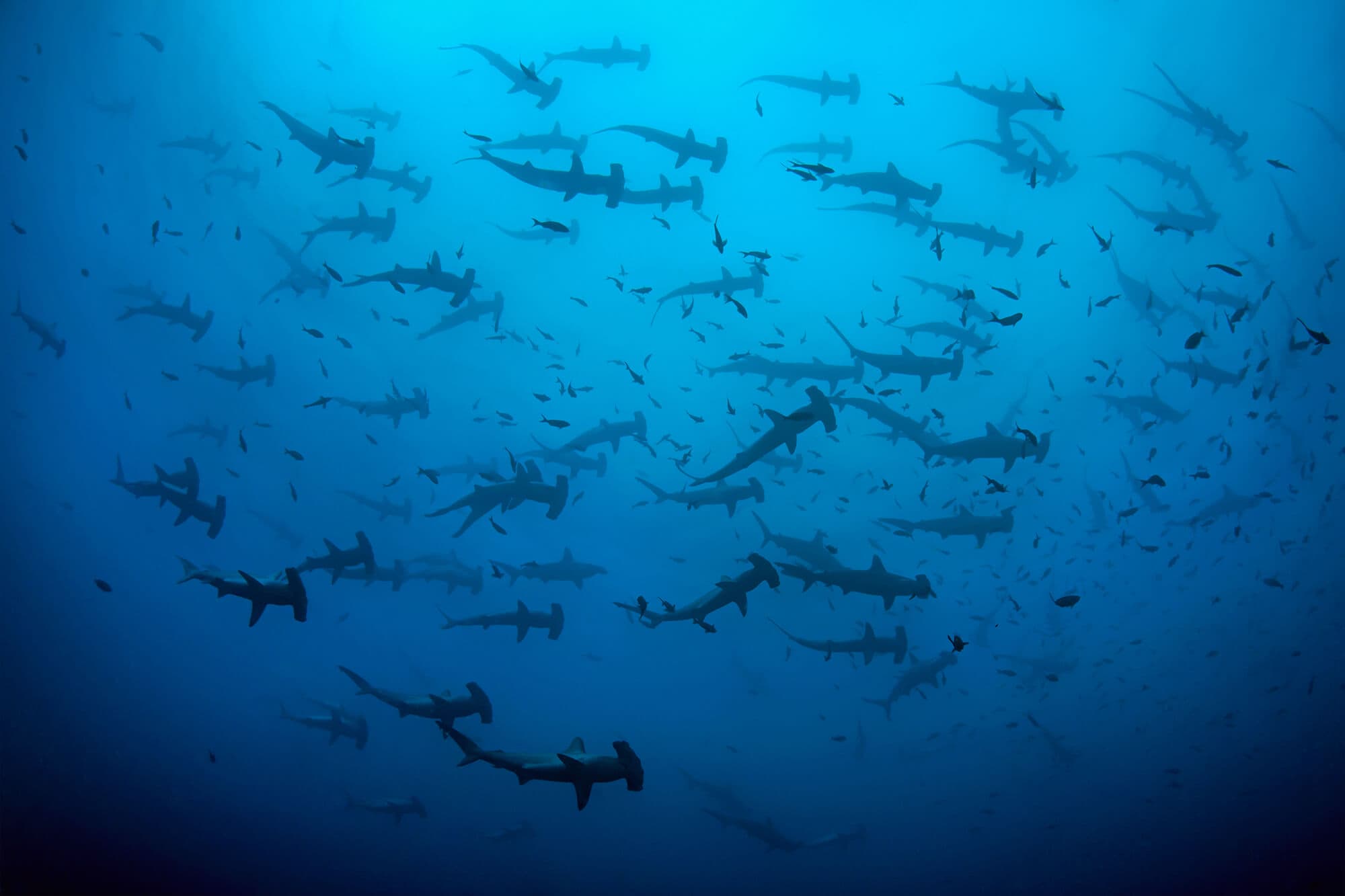 School of hammerhead sharks at Cocos Island, Costa Rica
