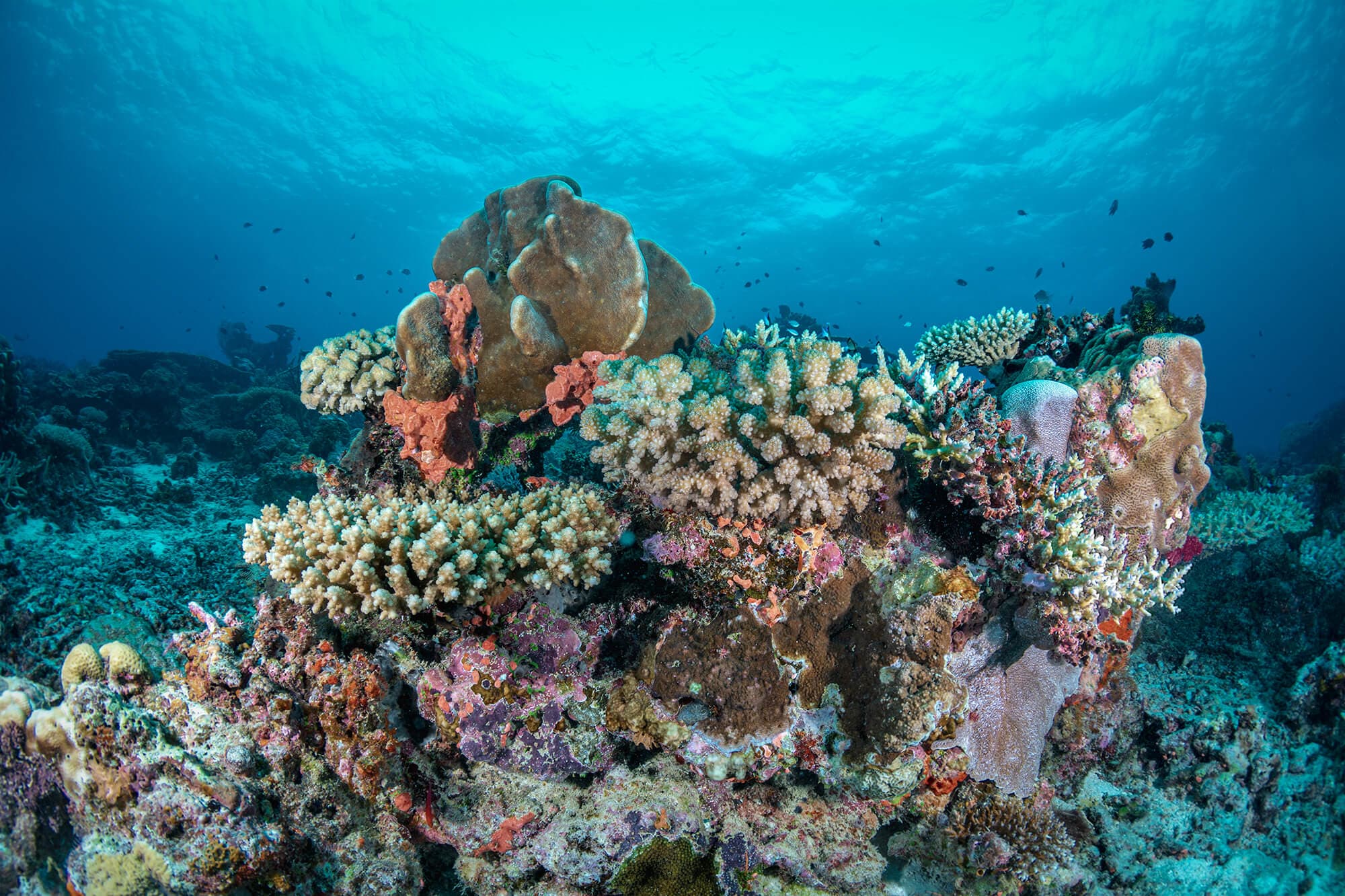 Vibrant soft corals at Fiji diving site