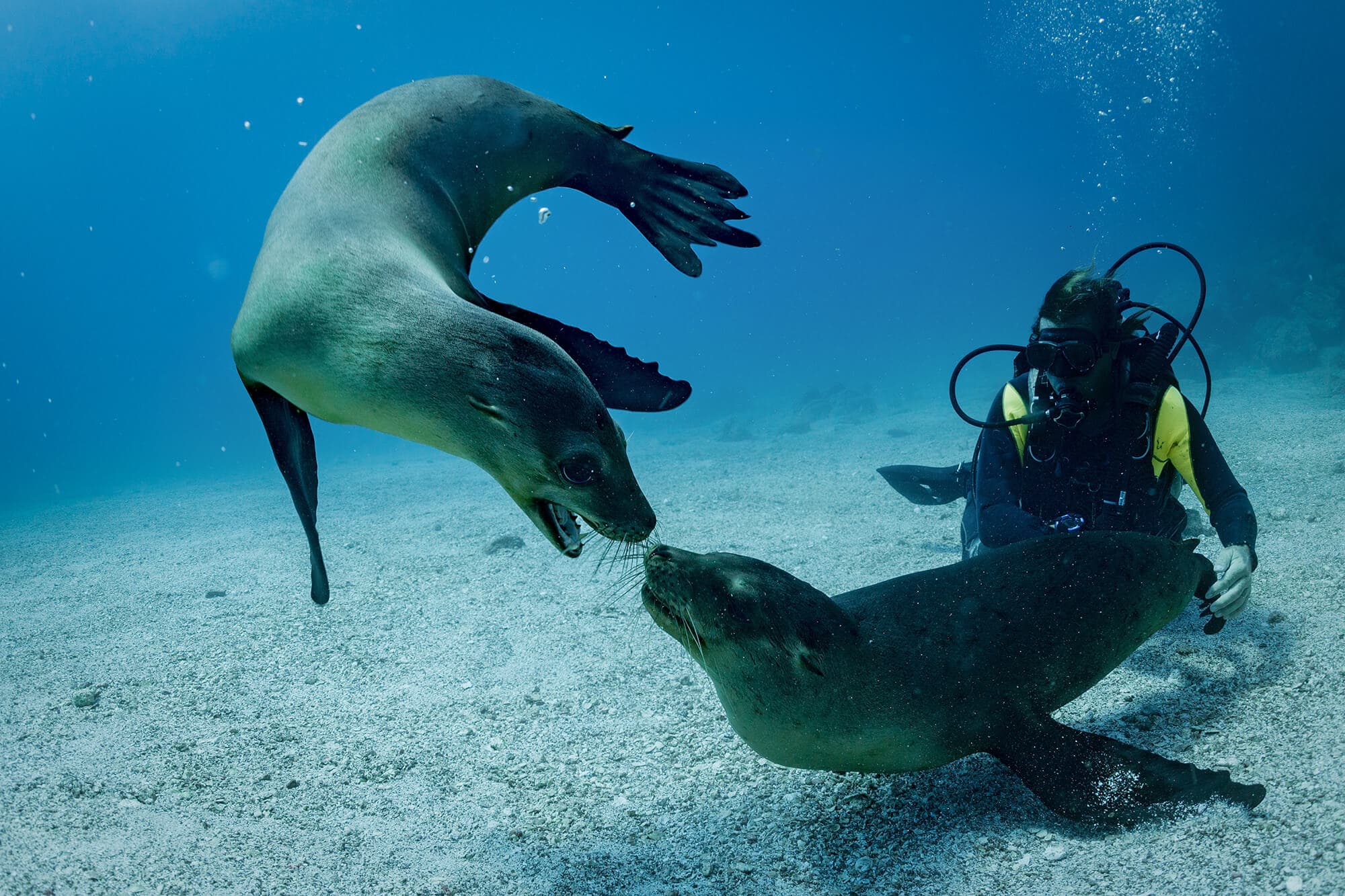 Playful seals engage divers at the Galapagos Islands, Ecuador