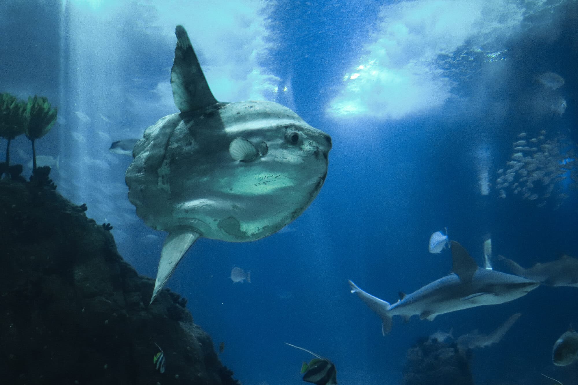 Sunfish (Mola Mola) glides through French Polynesia's blue waters