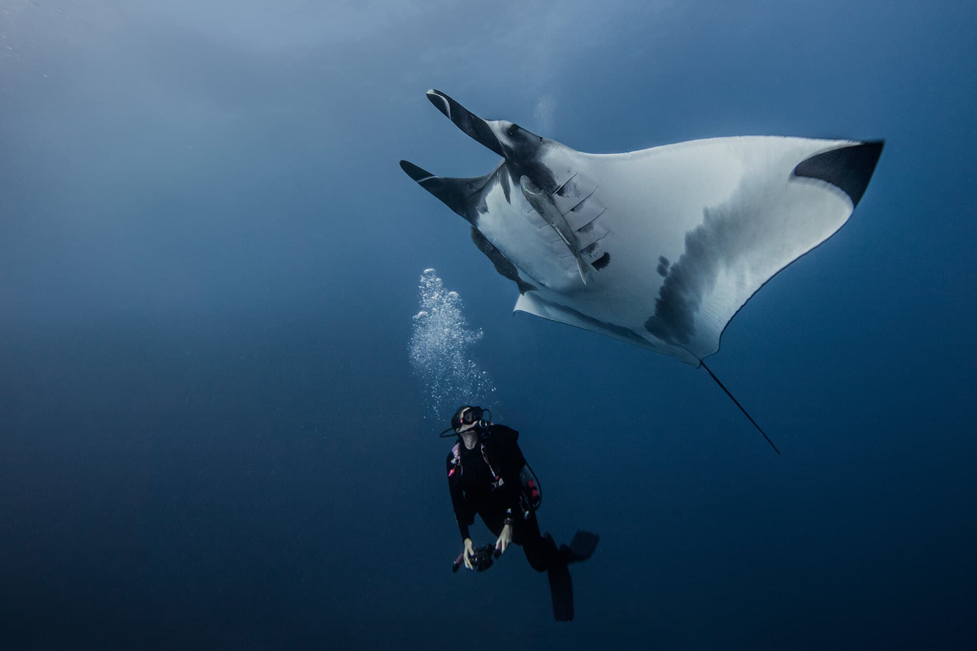 Majestic oceanic manta ray at Roca Partida Island, Socorro, Mexico