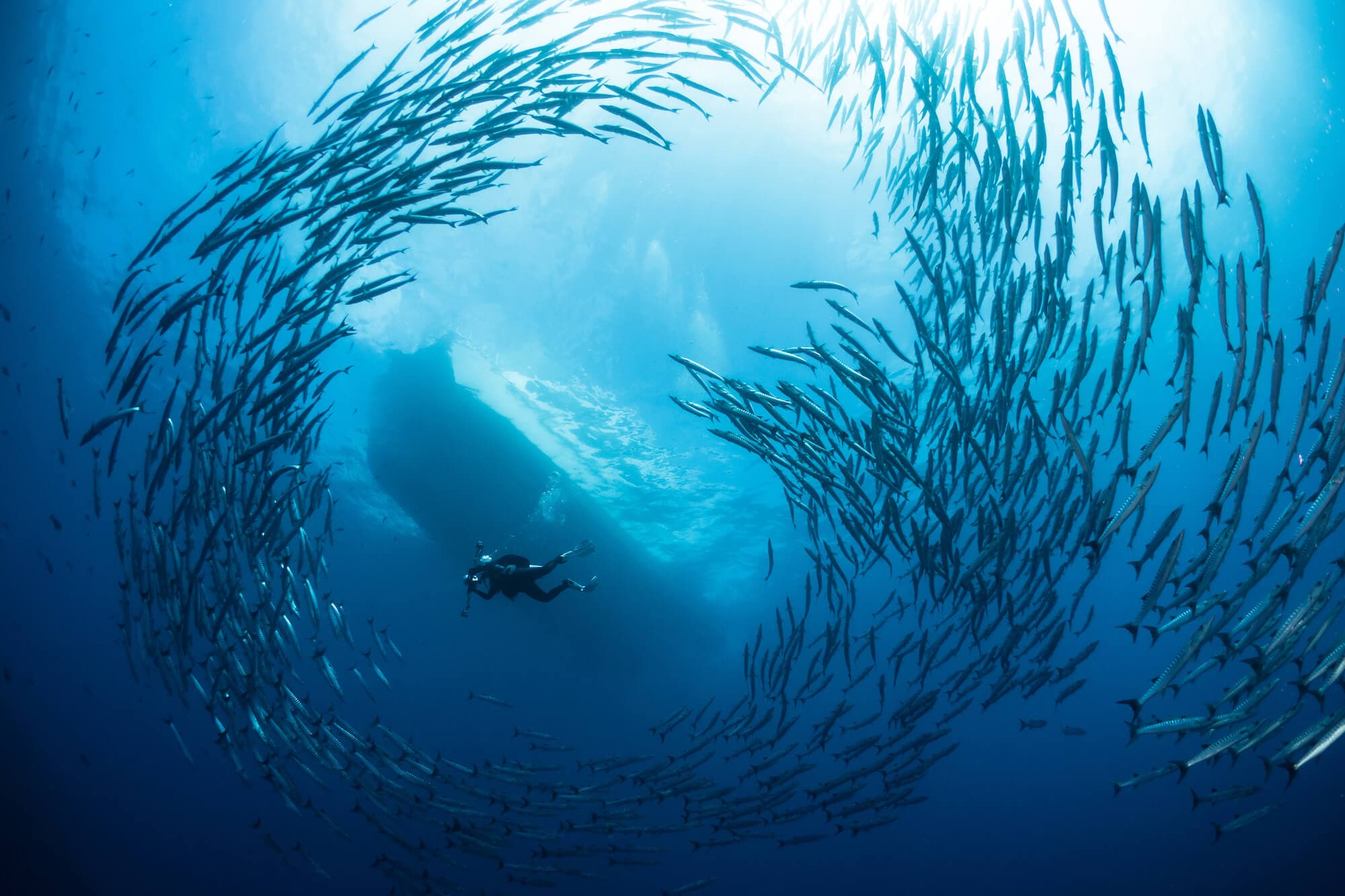 Surrounded by school of barracudas at Sipadan Island, Malaysia