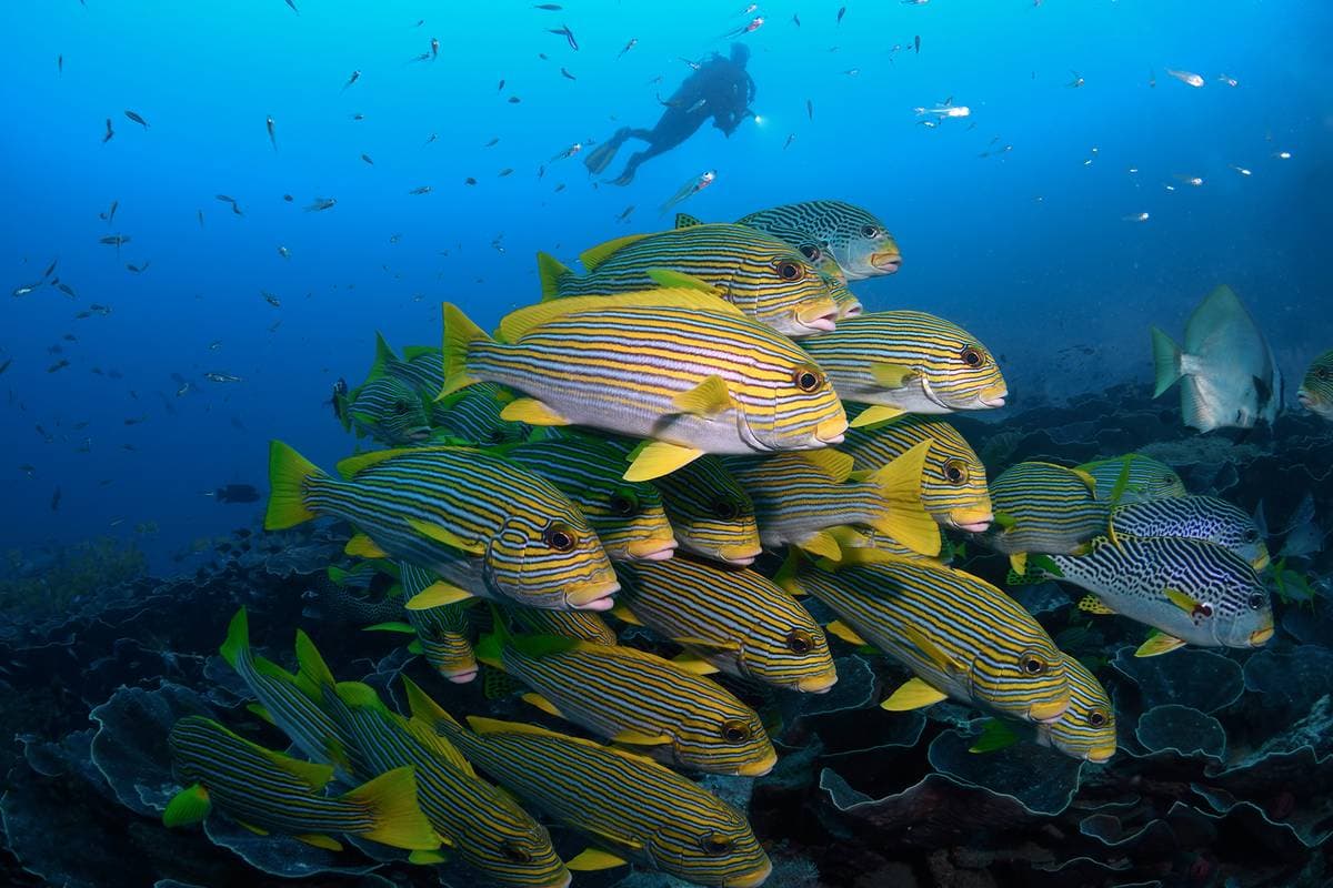 School of sweetlips at Cape Kri dive site, Kri Island, Raja Ampat, West Papua.
